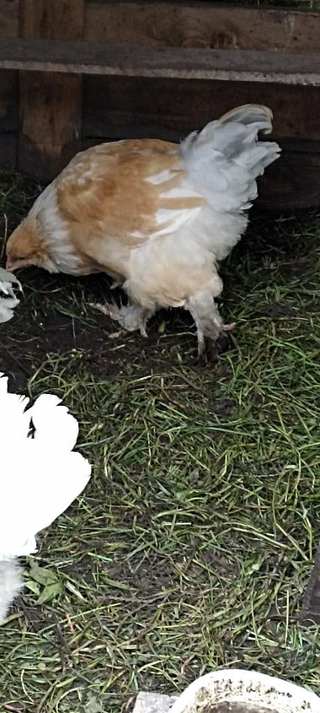 Brahma, Dieren en Toebehoren, Mannelijk, Kip