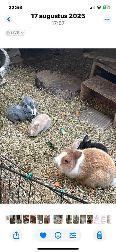 Leeuwenkopjes (dwergkonijntjes), Plusieurs animaux, Petit, 0 à 2 ans