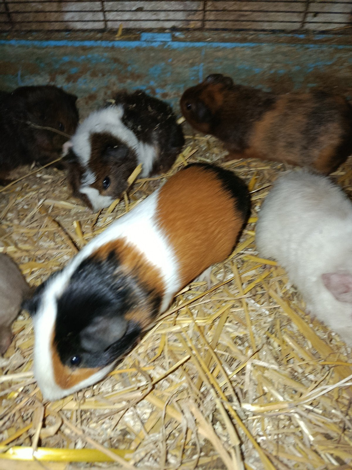 Cavia beertjes, Dieren en Toebehoren, Cavia, Mannelijk, December, Tam
