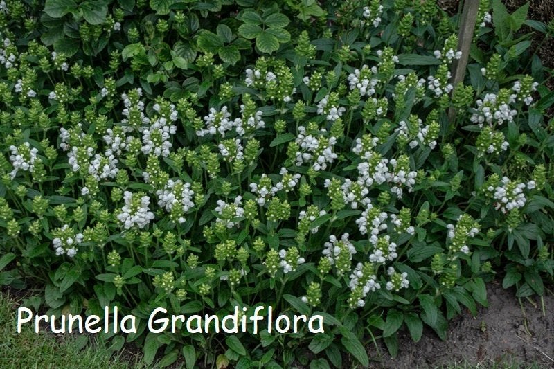 Prunella grandiflora, brunel of bijenkorfje., Ophalen, Zomer, Vaste plant, Bodembedekkers