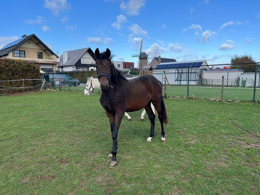 2 jarige new forest merrie, Jument
