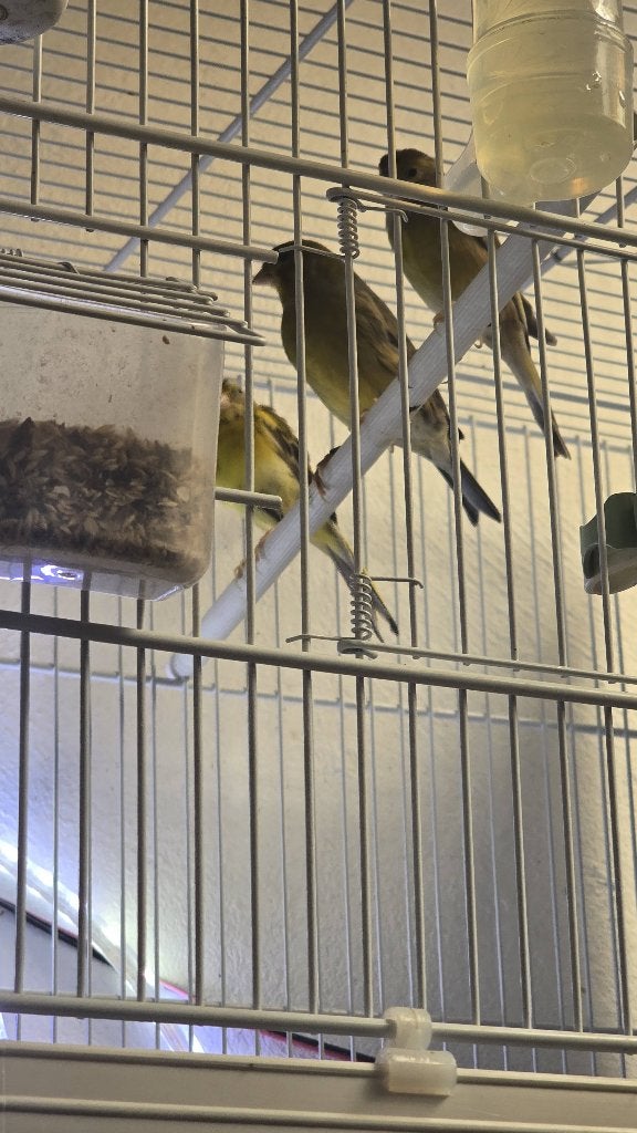Canaris, Animaux & Accessoires, Plusieurs animaux, Canari de couleur