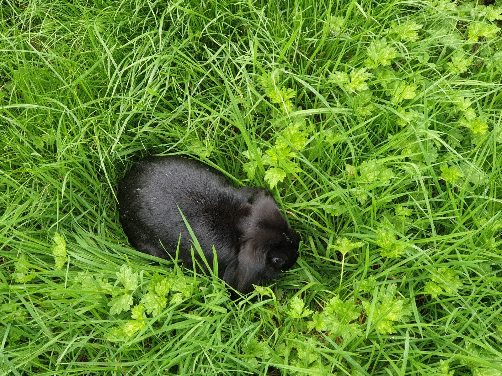 konijn nhd vrouwelijk, Dieren en Toebehoren, Dwerg, Hangoor