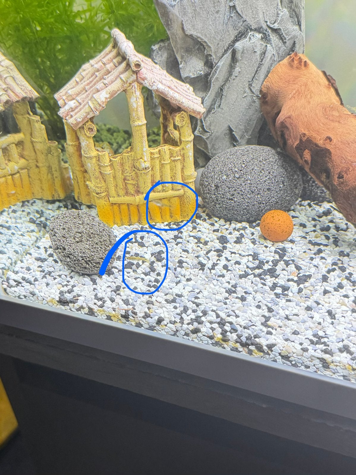 Baby guppy’s en platy’s, Animaux & Accessoires, Poissons | Poissons d'aquarium, Poisson d'eau douce, Poisson
