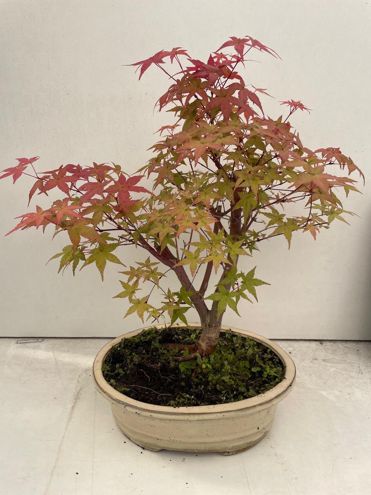 Acer deshoyo, Ophalen