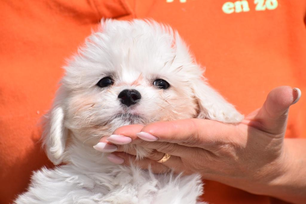 Havanezer pups blond creme kleurig, Dieren en Toebehoren, 15 weken tot 1 jaar, Overige rassen, Buitenland, Parvo