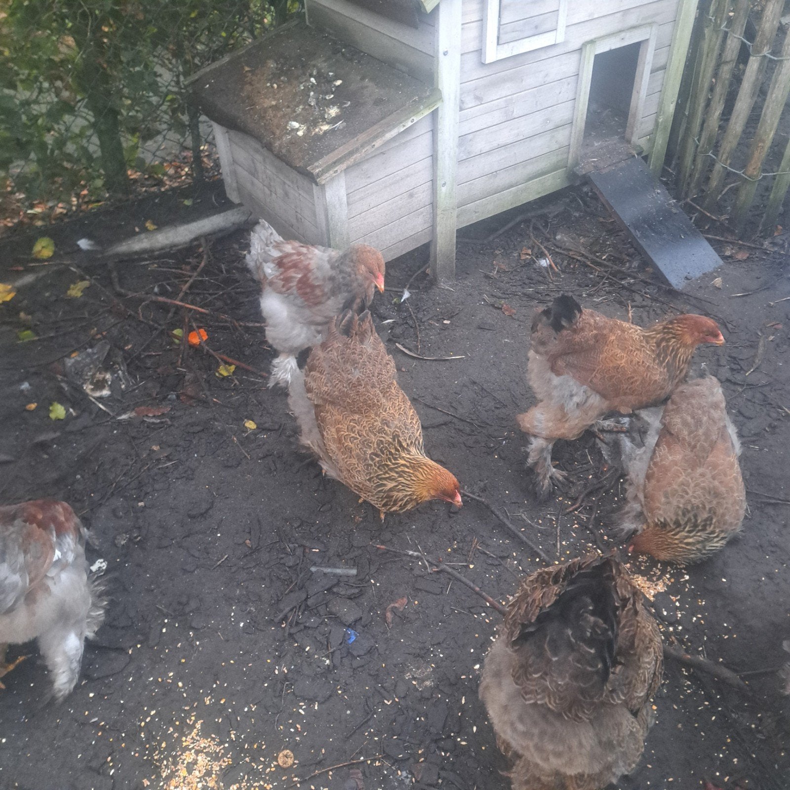 3 trio brahma
