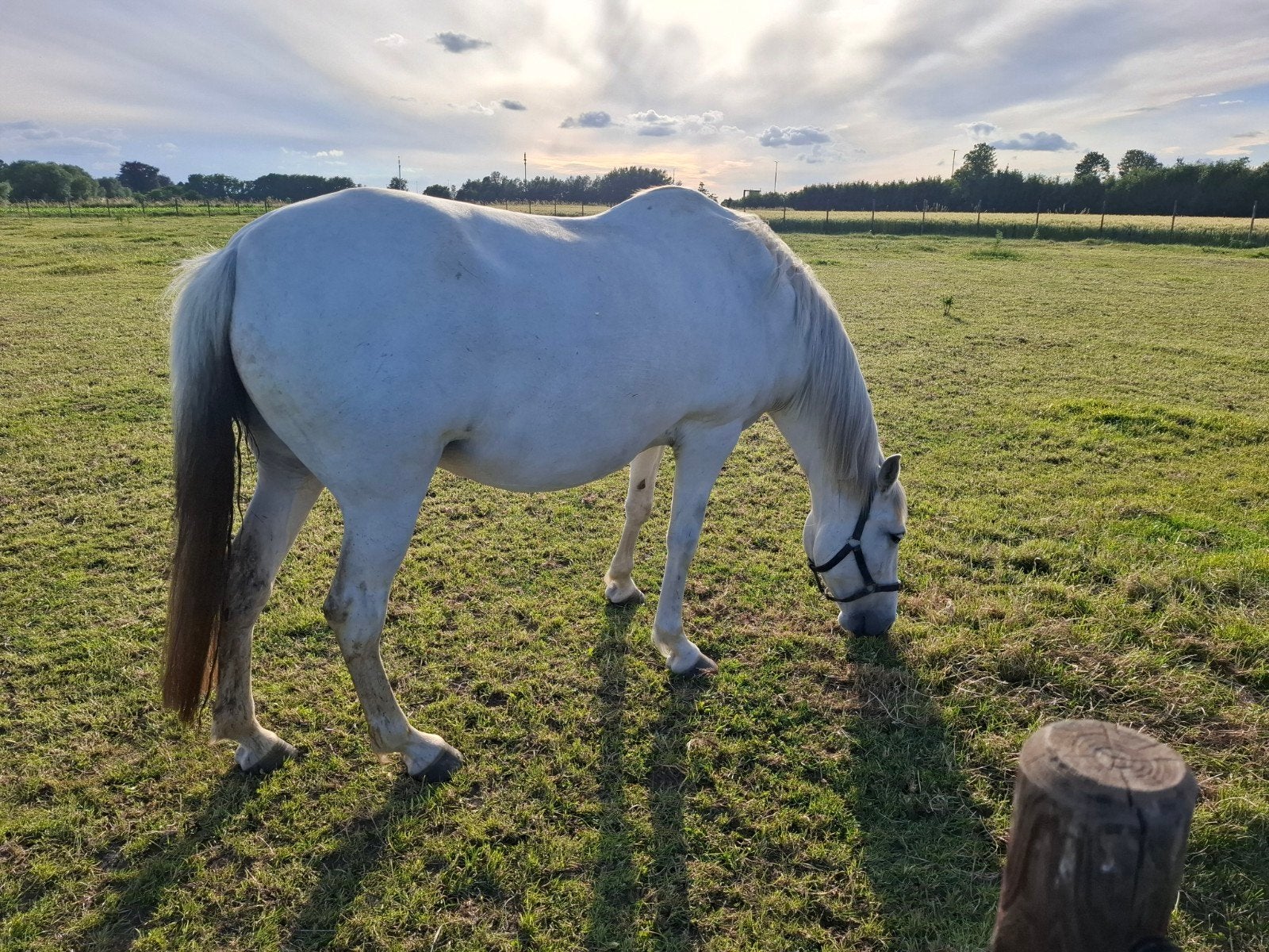 Pre merrie 18jaar, Dieren en Toebehoren, Merrie