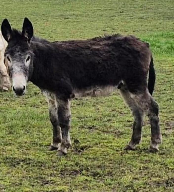 Ezel Hengstje, Dieren en Toebehoren, Overige Dieren, Maart, Mannelijk