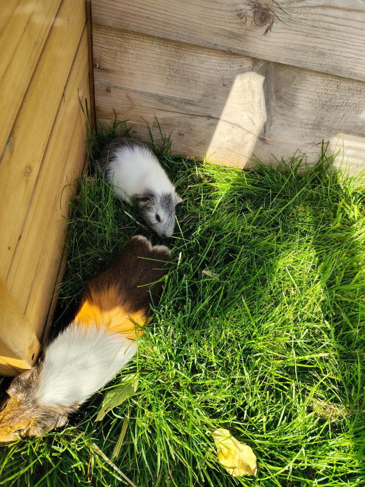 cavia's, Ophalen