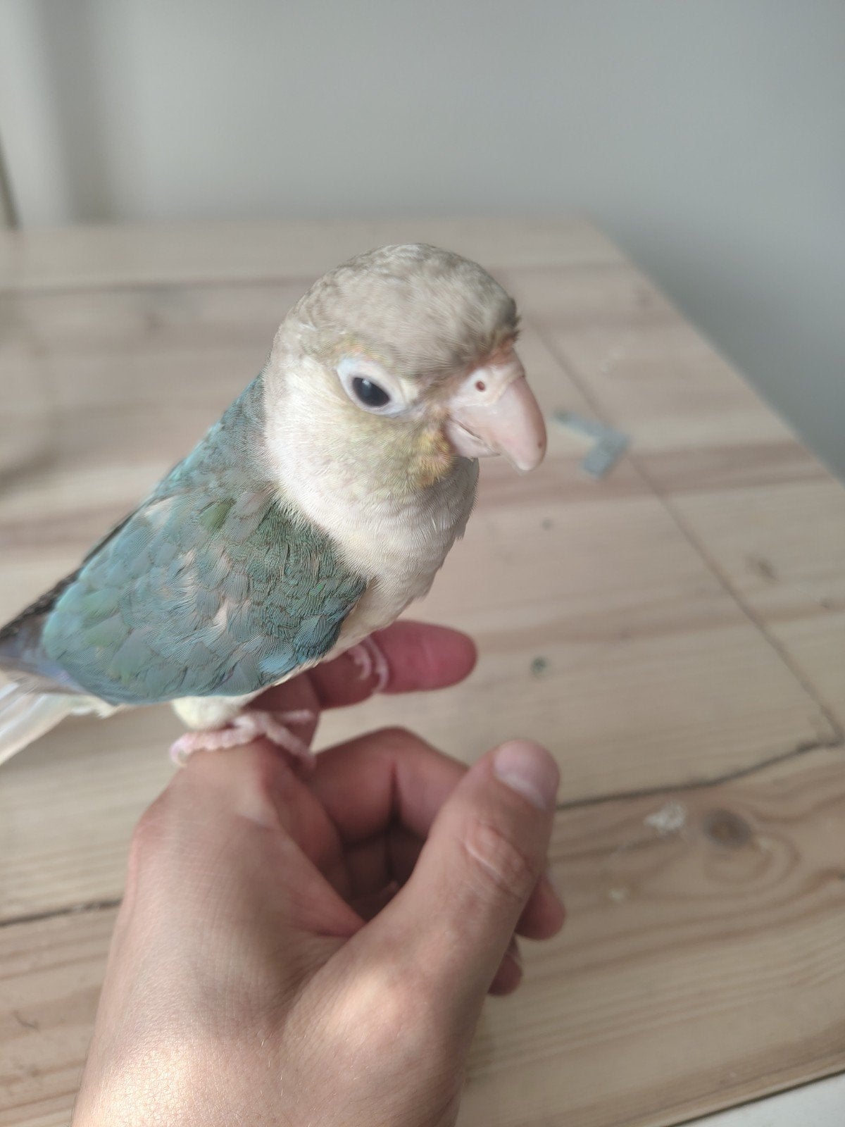 Pyrrhura Molinea (conure), Animaux & Accessoires, Femelle, Perroquet, Domestique