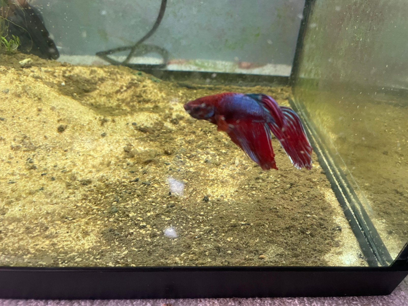 Aquarium met vis, Dieren en Toebehoren, Vissen | Aquariumvissen, Vis