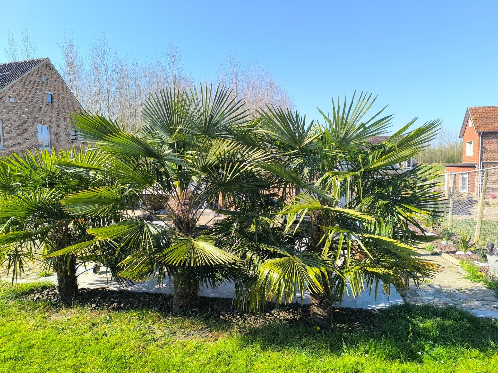 Palmier Trachycarpus fortunei, Enlèvement, Plante fixe, Plein soleil