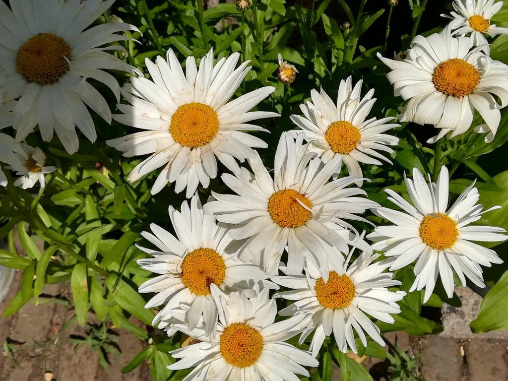 Margriet 'Dwarf Snow Lady' zaden, Leucanthemum, Verzenden