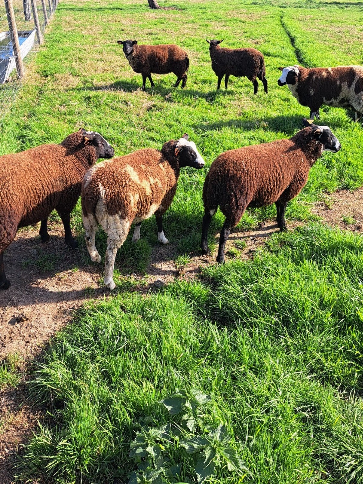 schapen rammen te koop, Animaux & Accessoires, Mouton