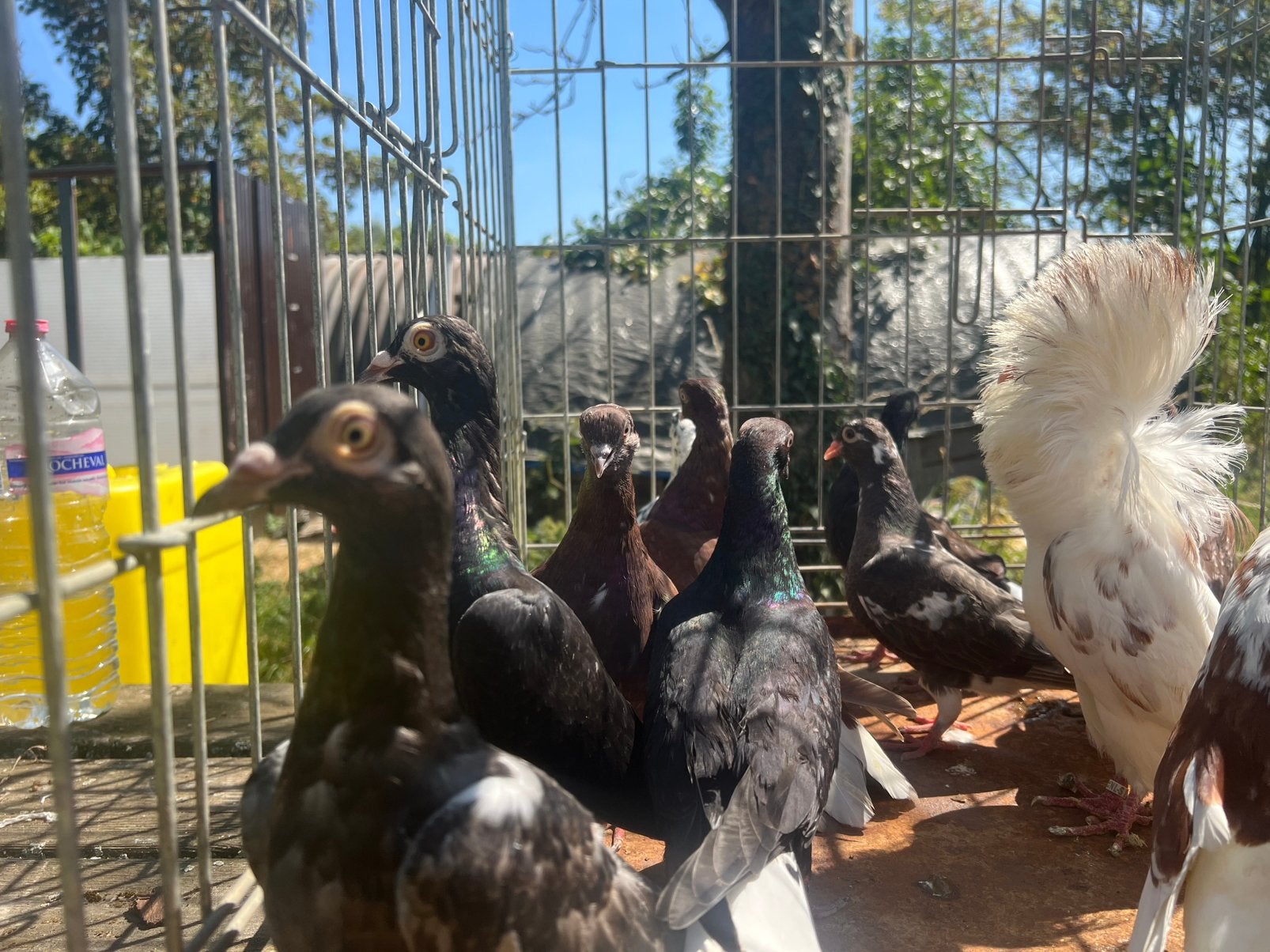 11 duiven voor 100€, Dieren en Toebehoren, Vogels | Duiven