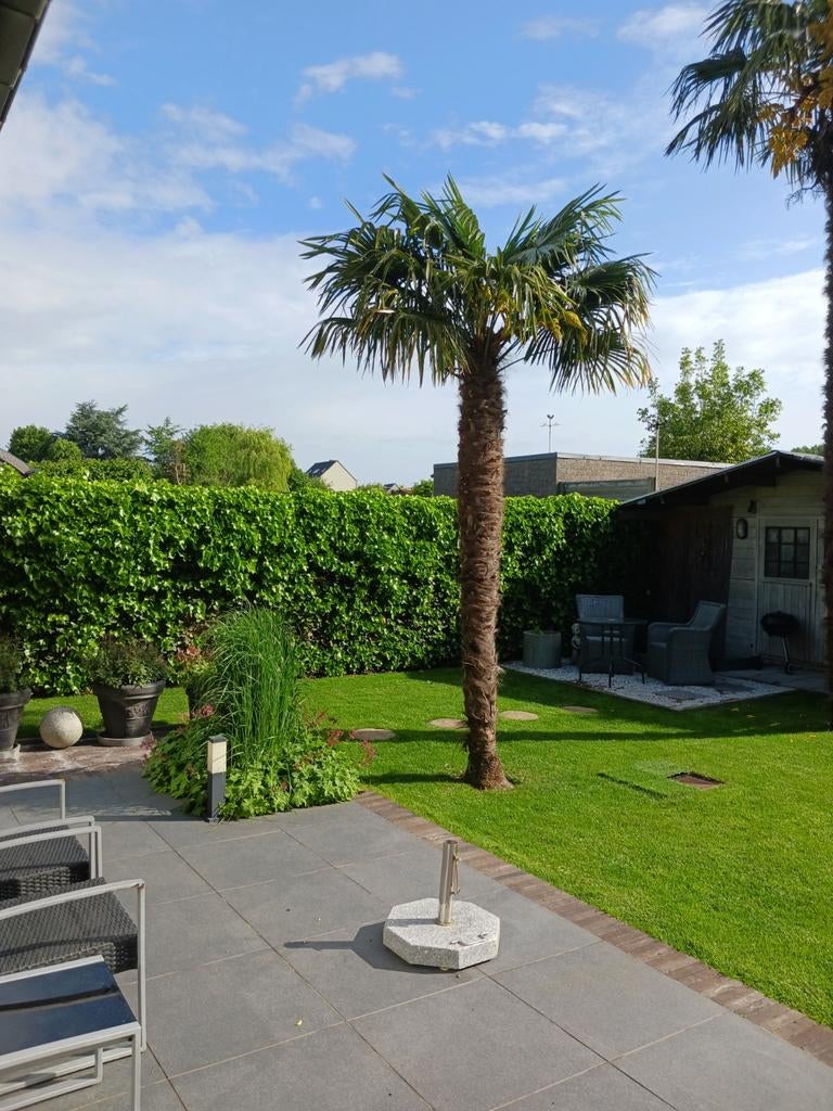 Palmboom, Tuin en Terras, Ophalen