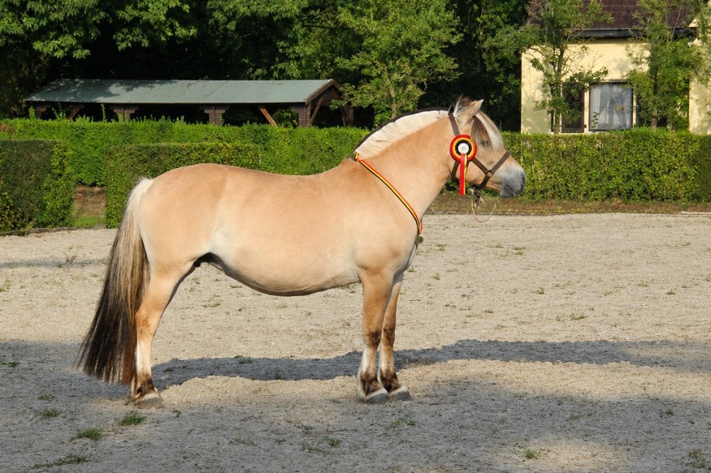 Fjord, Dieren en Toebehoren, Merrie, Recreatiepaard, Met stamboom
