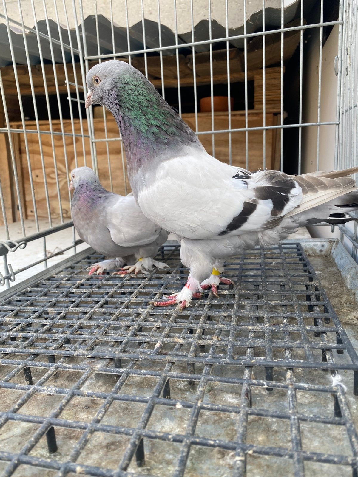 Takla koppel boz, Dieren en Toebehoren