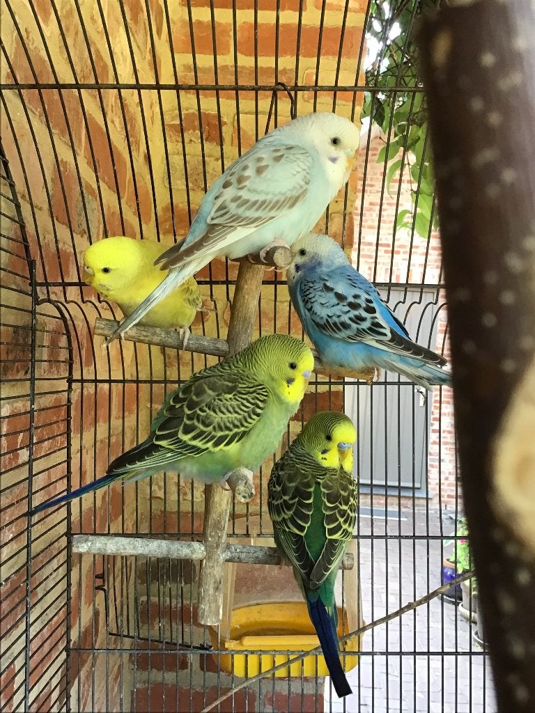 Grasparkieten 2026, Dieren en Toebehoren, Vogels | Parkieten en Papegaaien, Meerdere dieren, Parkiet, Tam