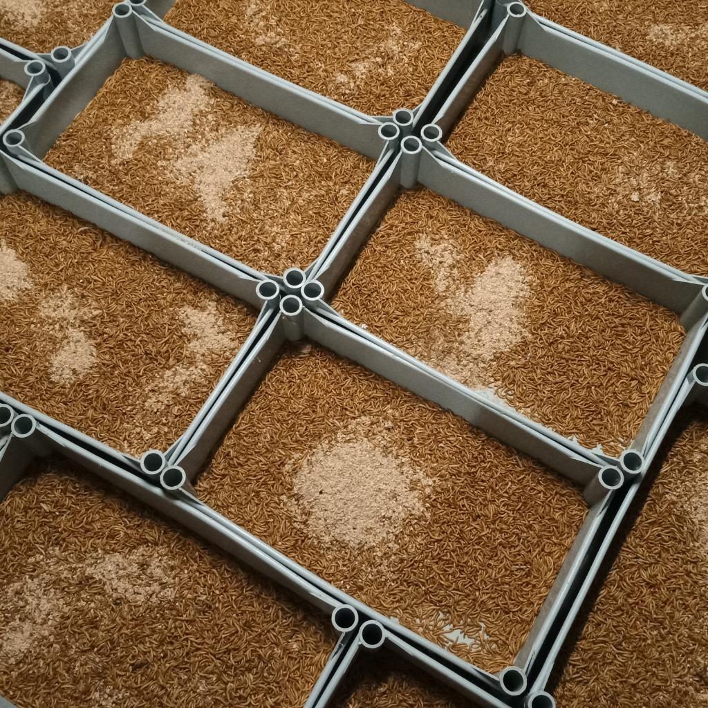 Levende Buffalo wormen & Hermetia Small, Dieren en Toebehoren, Vogels | Overige Vogels
