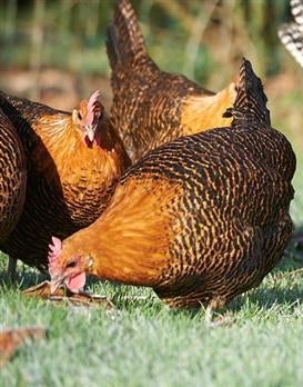 Goudbrakel, Femelle, Poule ou poulet