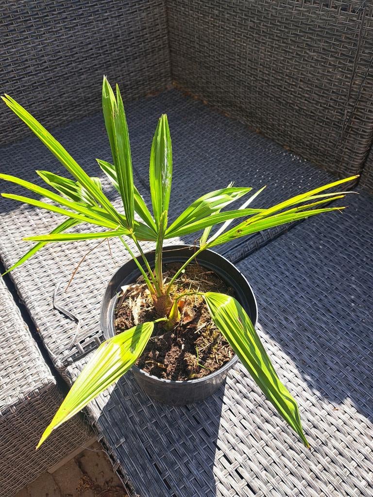 trachycarpus fortunei - 3 jaar +/- 40 tot 50 cm hoogte, Ophalen, Vaste plant, Overige soorten