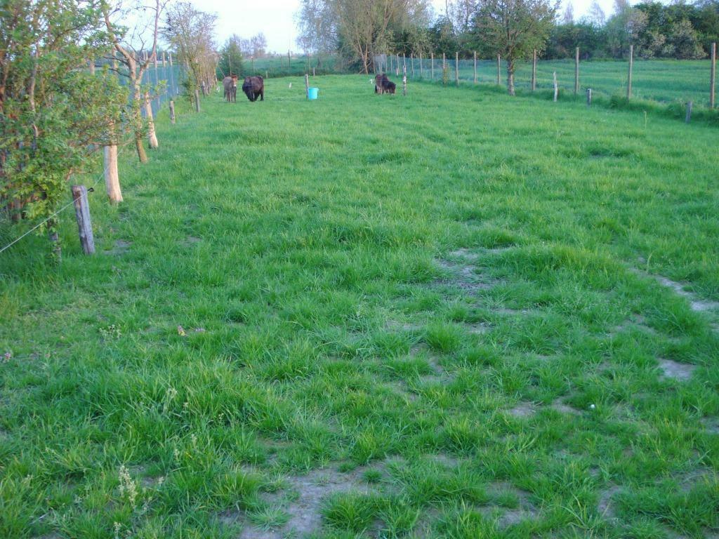 Ponyweide / hondenlosloopweide te huur vanaf 1 mei 2026, Dieren en Toebehoren, Weidegang