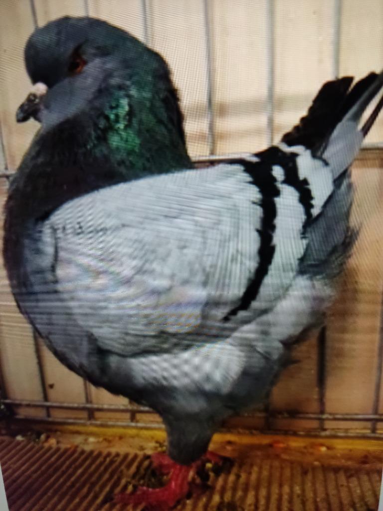 Pigeon king, Plusieurs animaux, Autres espèces