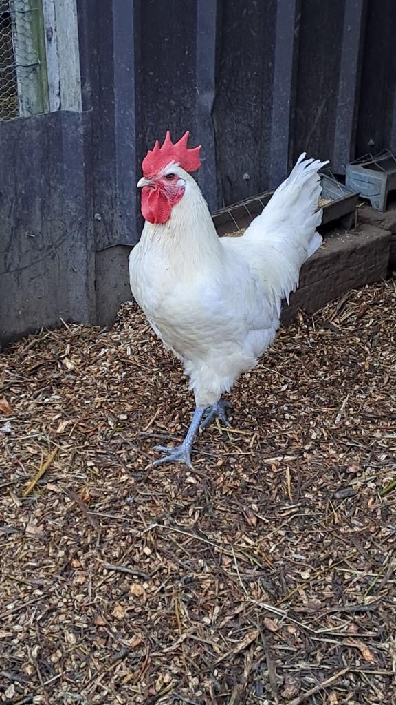 Jonge haan; poule de Brest, Maran, Mechelsekoekoek, Mannelijk, Kip