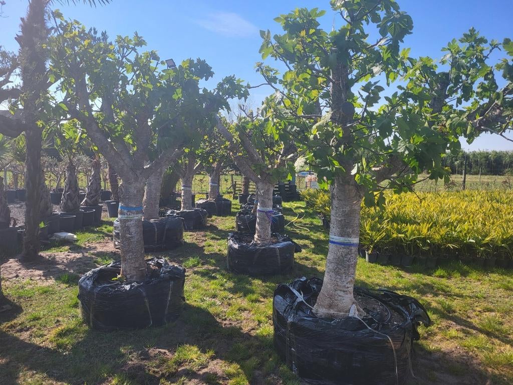 circonférence du tronc de figuier (ficus carica) 70/80., Enlèvement ou Envoi, Figuier