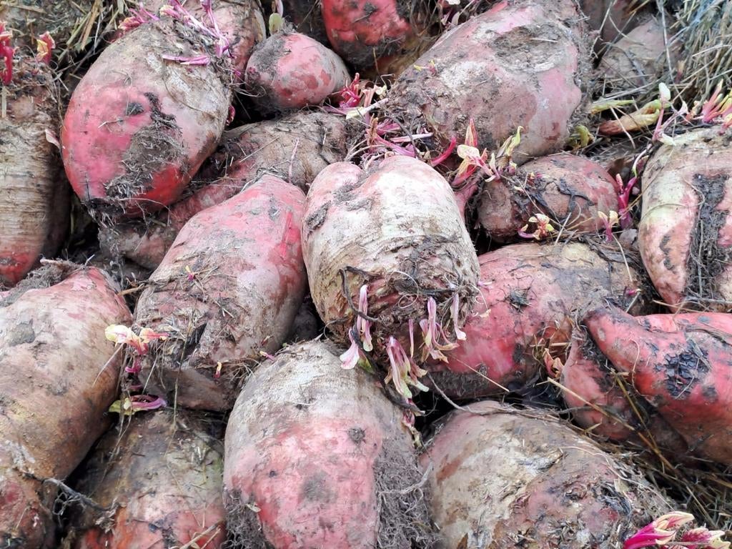 Voederbieten / handgerooid / topkwaliteit