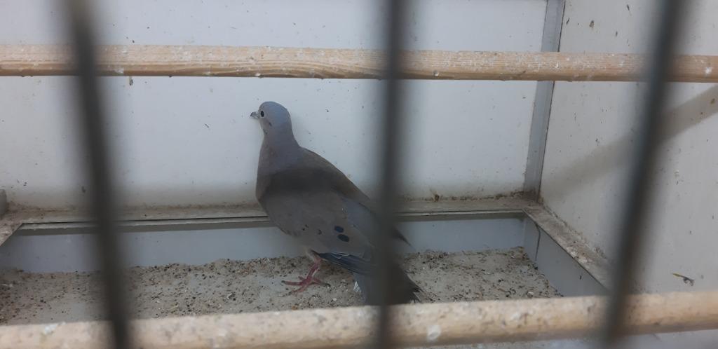 oor vlek duif doffers, Dieren en Toebehoren, Vogels | Duiven, Mannelijk, Overige soorten