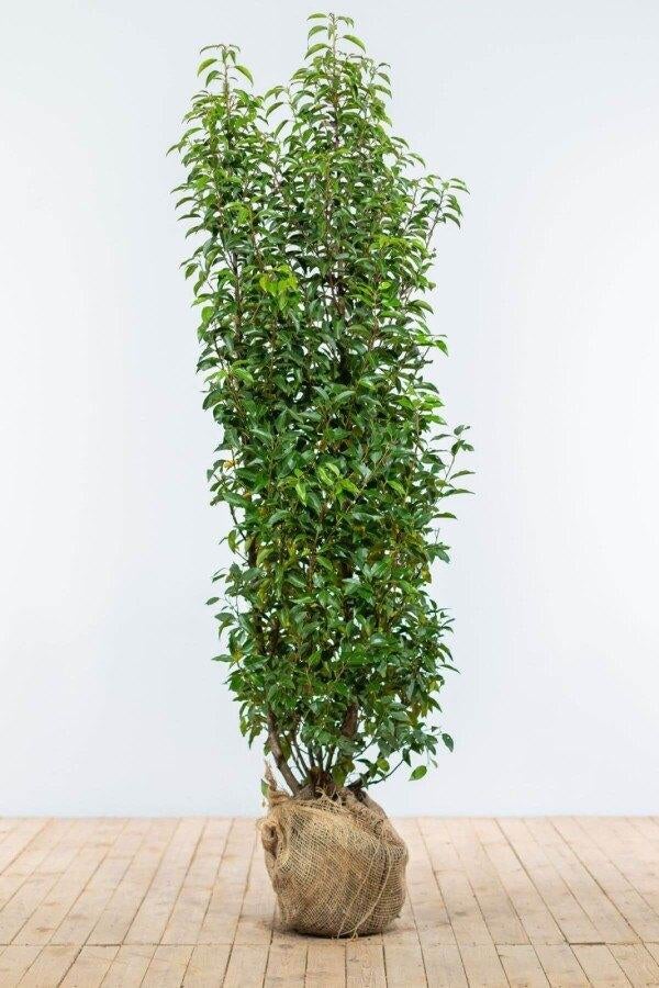 Overstock Prunus angustifolia Portugese laurier 120/140, Tuin en Terras, Planten | Struiken en Hagen, Ophalen, Laurier, Haag, 100 tot 250 cm