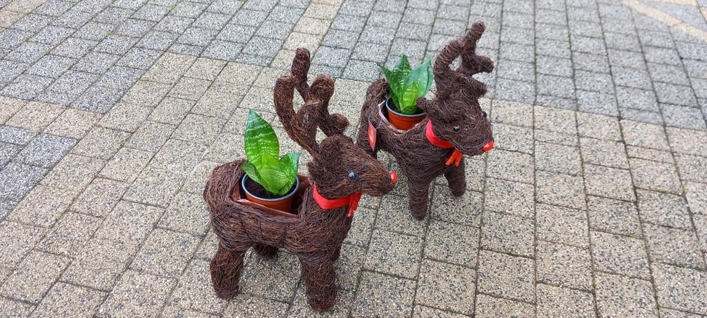 Décoration de Noël Rudolf 2 rennes avec plante, Enlèvement ou Envoi, Neuf