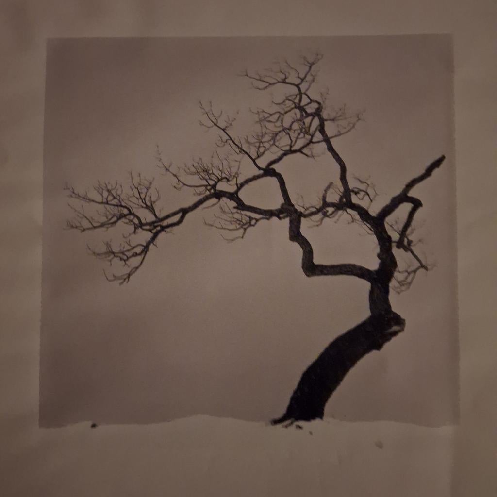 Kussharo Lake Tree Michael Kenna, Ophalen of Verzenden