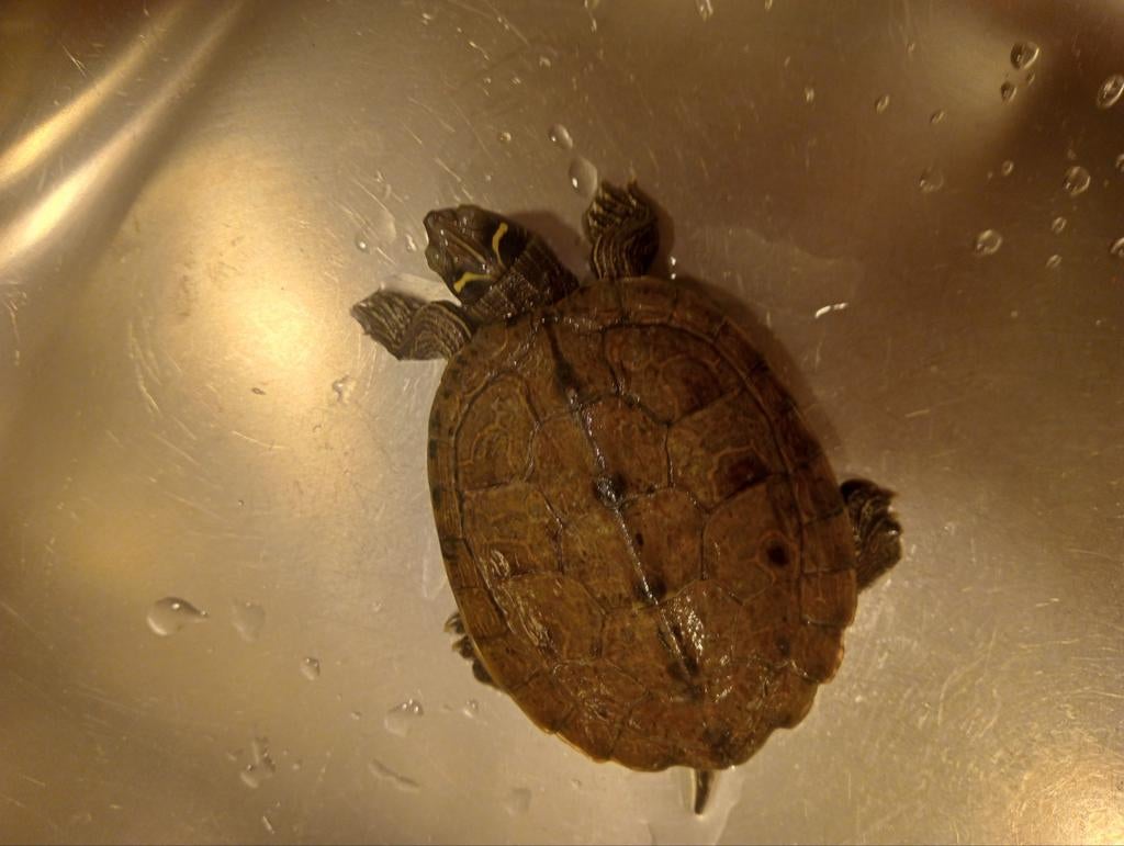 Waterschildpad schildpadden gezonde schildpad aquarium, Dieren en Toebehoren, Reptielen en Amfibieën, Schildpad
