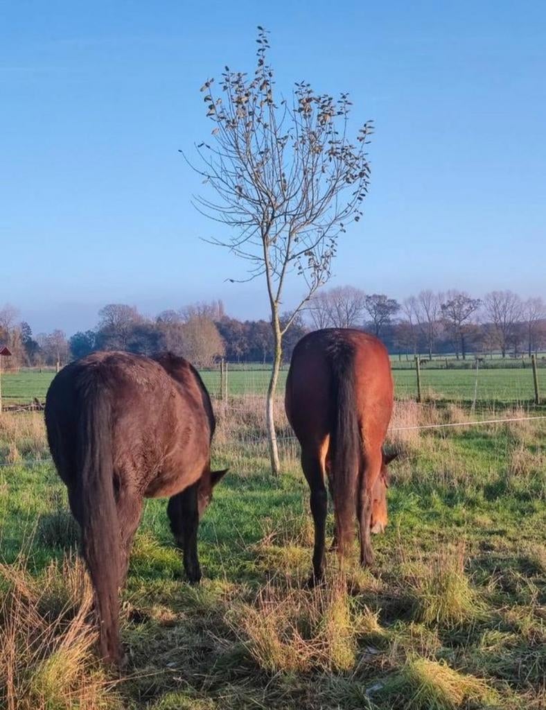 Gezocht: woning met weide