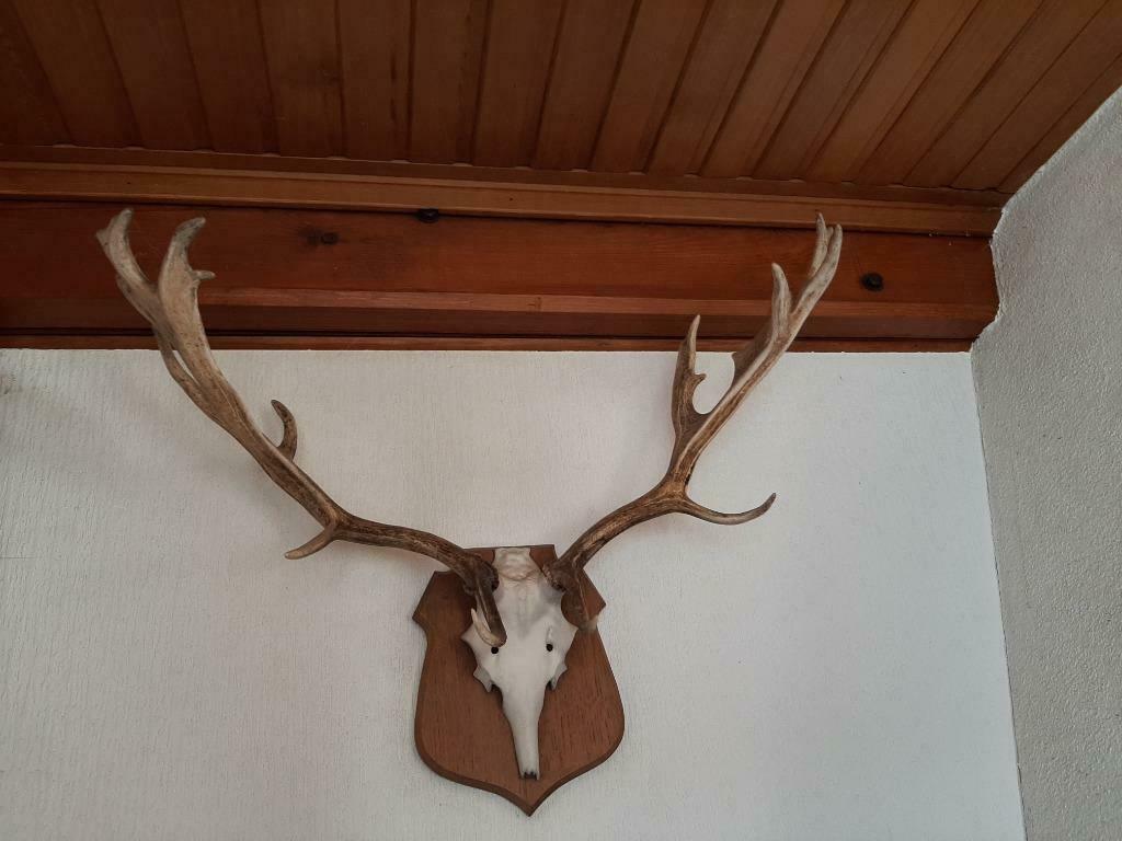 trophee de cerf, Ophalen, Gebruikt, Hert