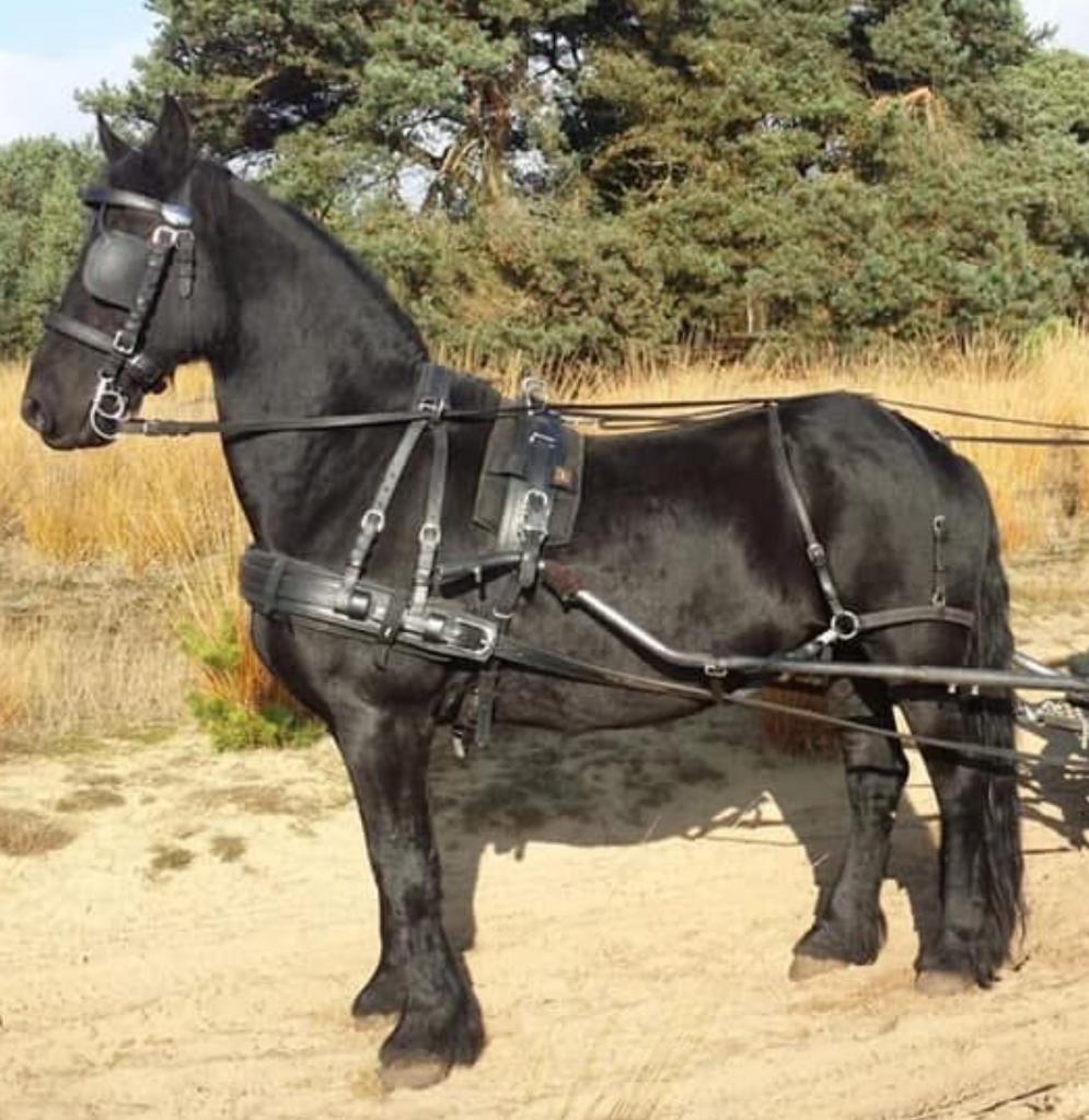 Ideal men tuigage zwart volleder (Full, Cob, Trekpaard), Dieren en Toebehoren, Ophalen