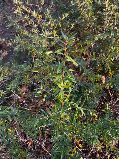 Duindoorn Hippophae rhamnoides, Ophalen, Struik
