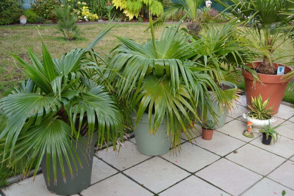 palmboom livingstonia chinensis te ruil., Ophalen, Bloeit niet, Halfschaduw, 100 tot 250 cm