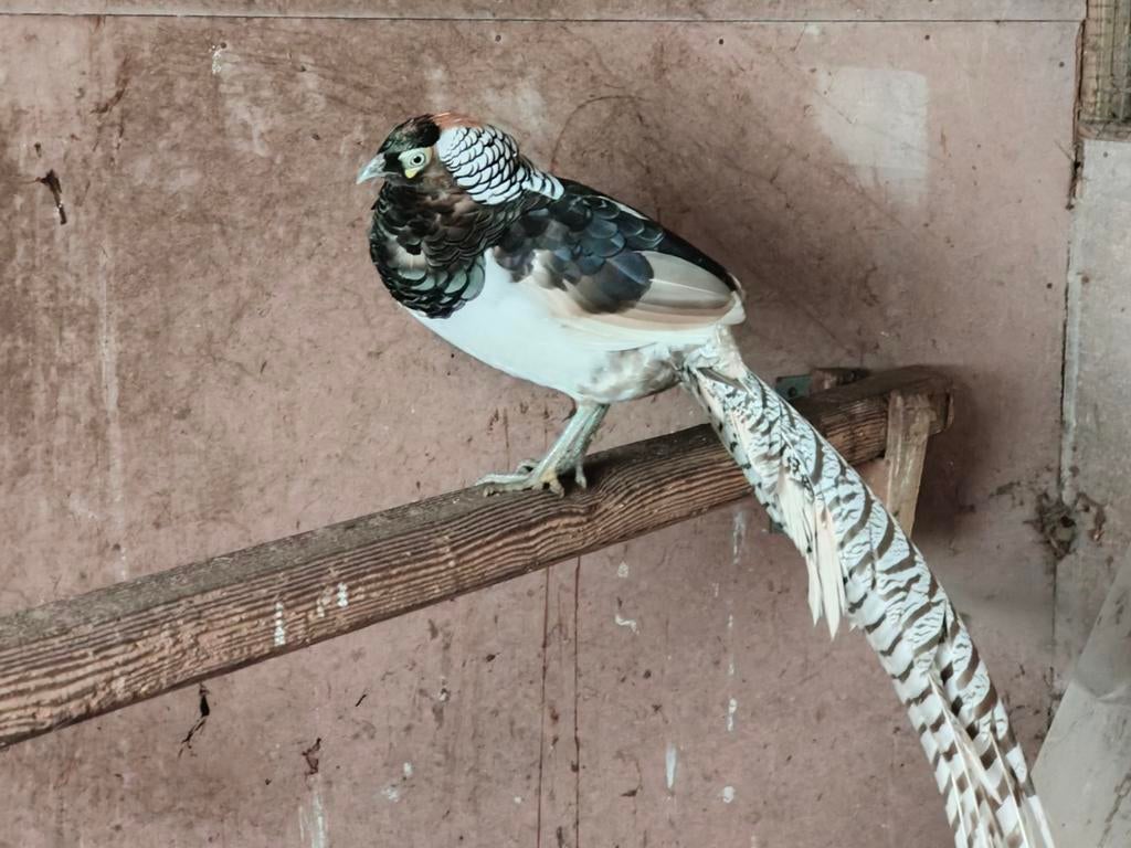 Lady Amherstfazant mutatie zilverkleurig enkel  nog 2hanen., Dieren en Toebehoren, Pluimvee