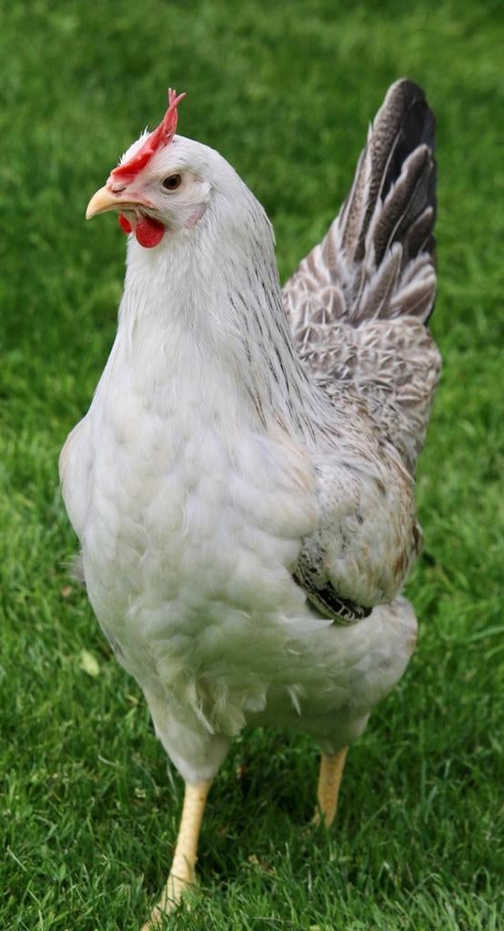 Kippen Zilverhals jonge hennen beschikbaar, Dieren en Toebehoren, Pluimvee, Vrouwelijk, Kip