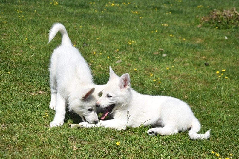 Prachtige Zwitserse Herder pups, Dieren en Toebehoren, Parvo, België, 8 tot 15 weken, Meerdere