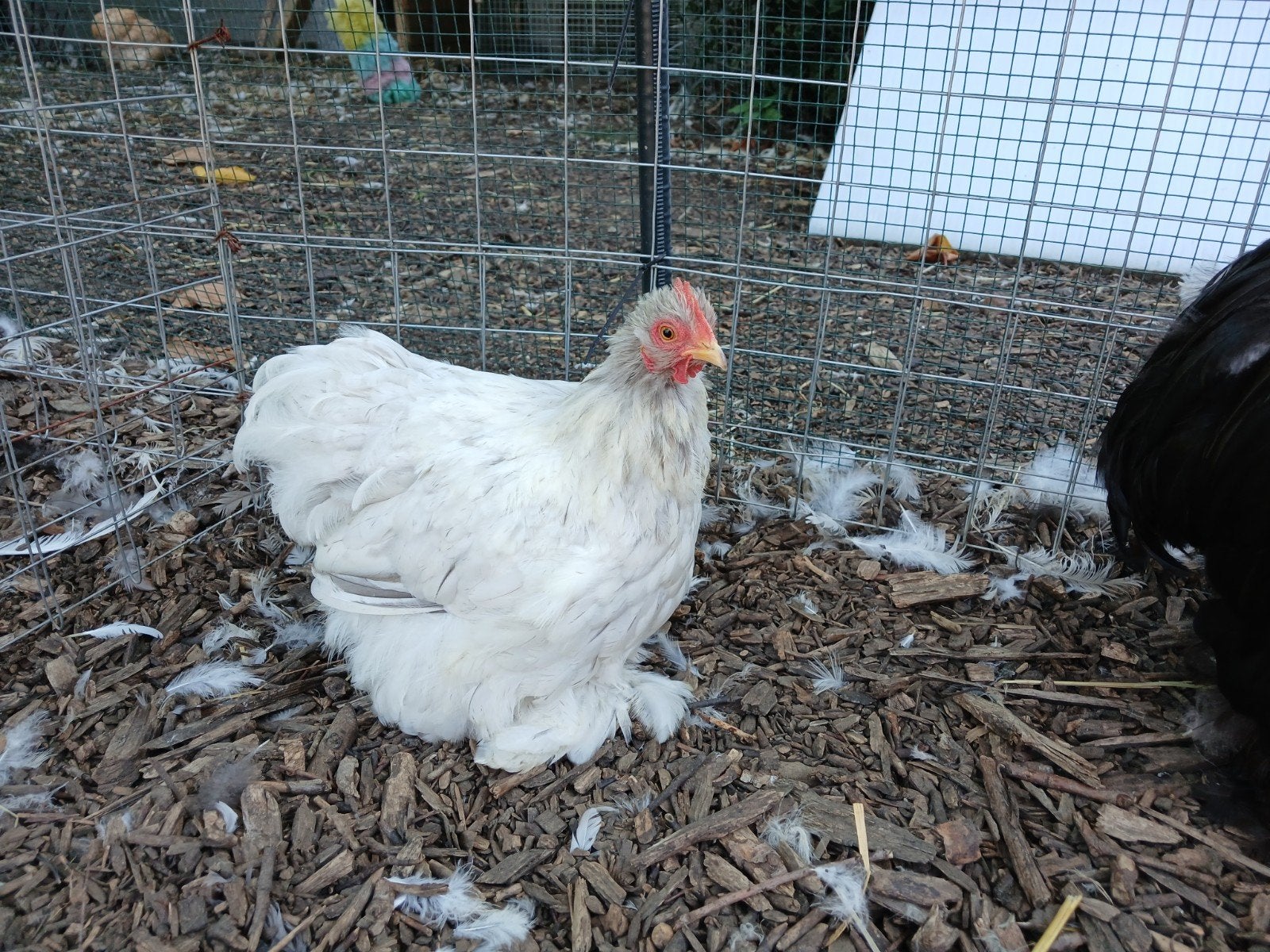 cochin hennen, Femelle, Poule ou poulet