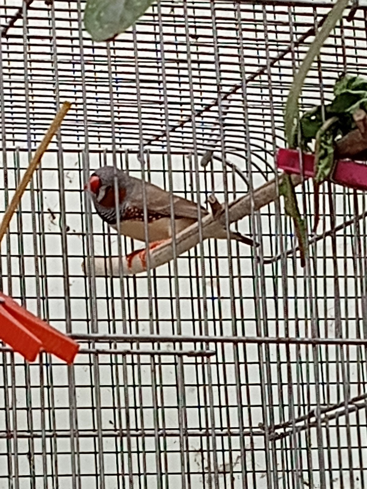4 koppels zebravinken