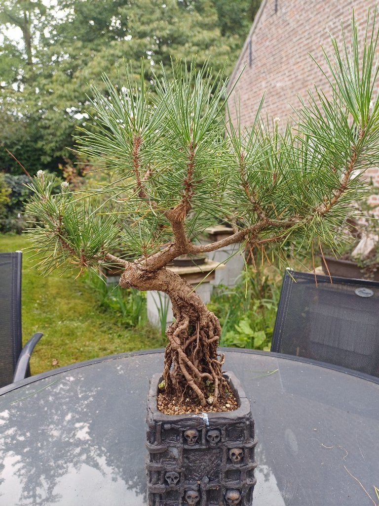 Japanse Zwarte Den bonsai Neagari stijl, Tuin en Terras, Bloeit niet, Overige soorten, Minder dan 100 cm, Ophalen