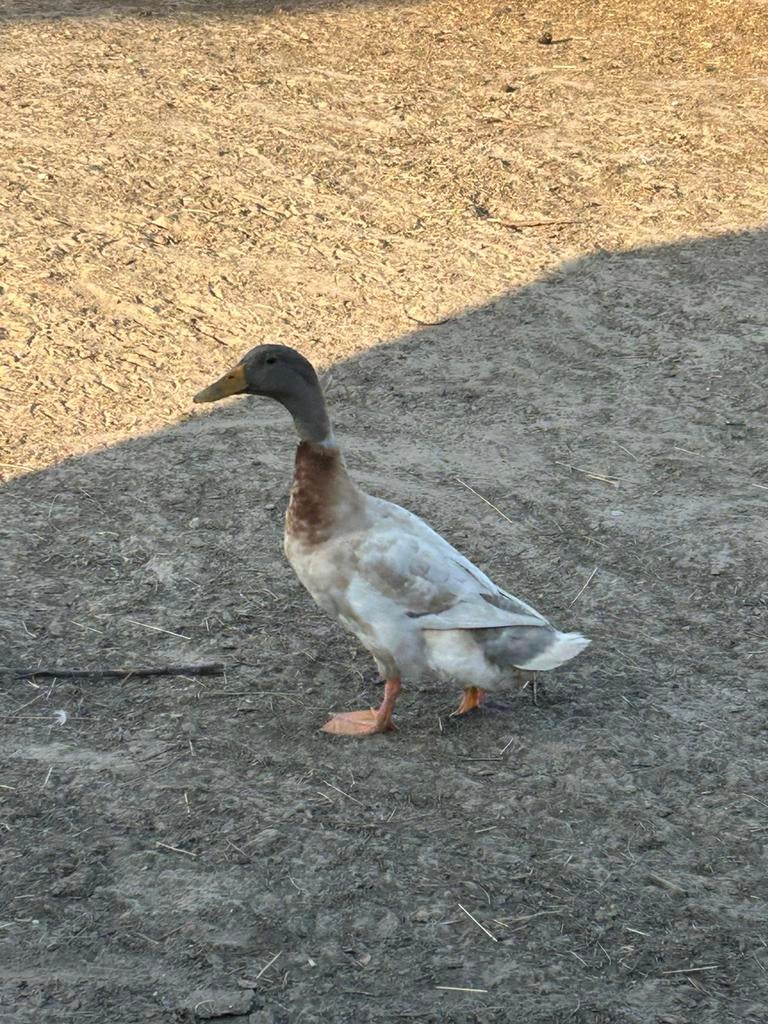 Eend van Saksen woerd, Dieren en Toebehoren, Eend