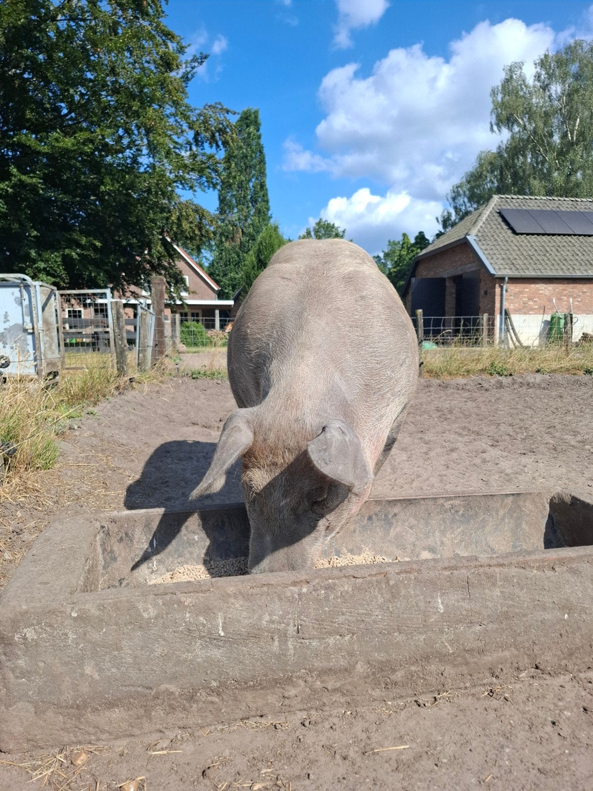 Duroc x Piétrain +/- 150 kg, Vrouwelijk, Varken, 0 tot 2 jaar